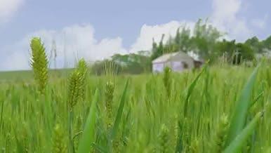 夏日成长绿色小麦苗视频的预览图